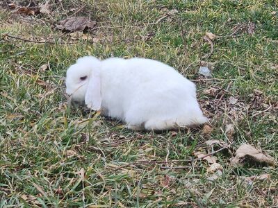 Holland lop rabbit