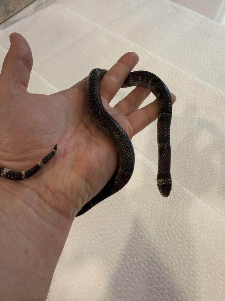 Male Black Milksnake