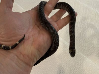 Male Black Milksnake