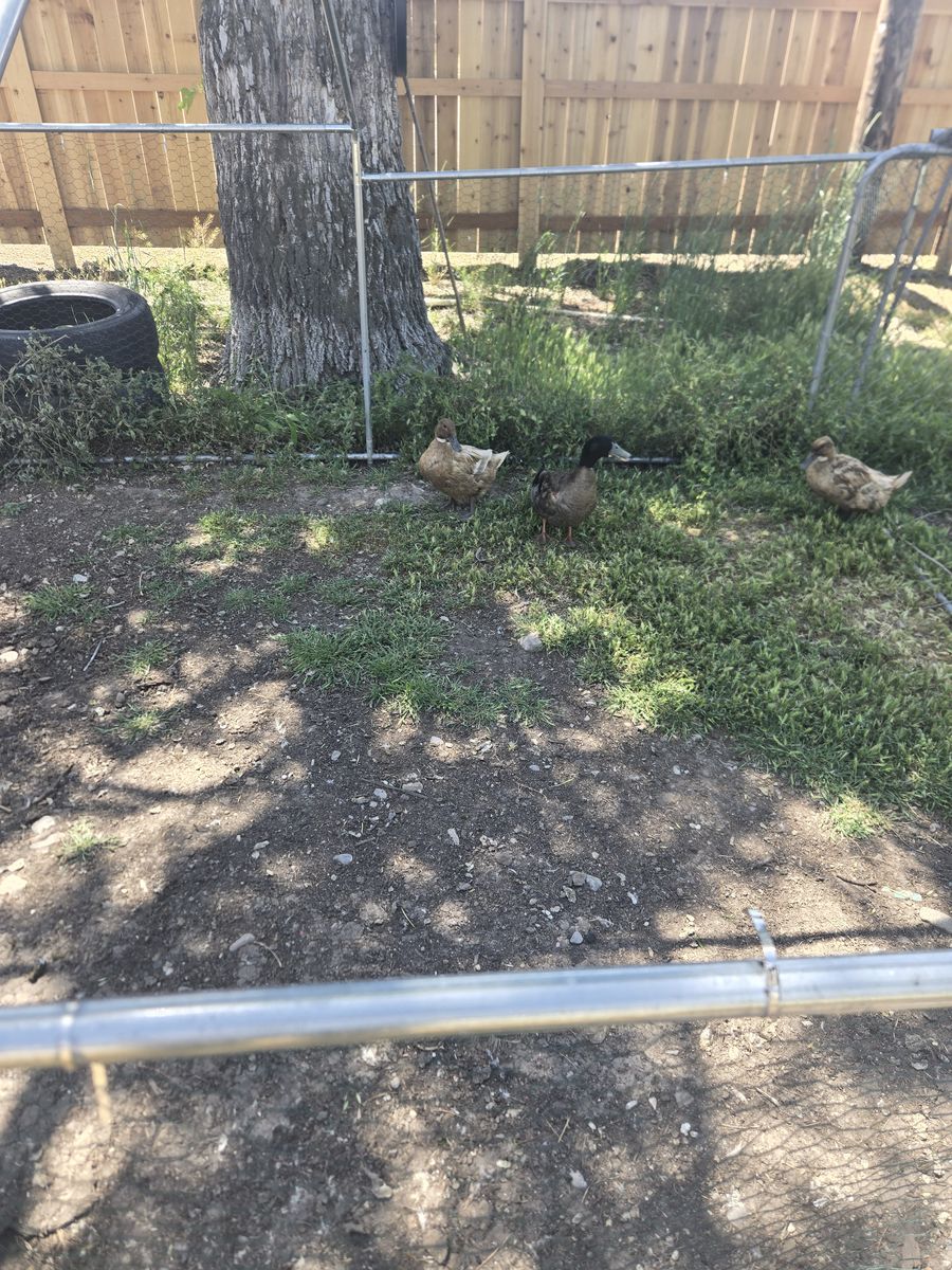 Golden Layer Ducks
