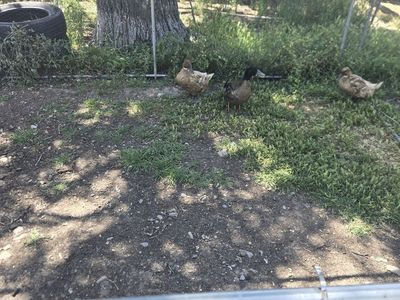 Golden Layer Ducks
