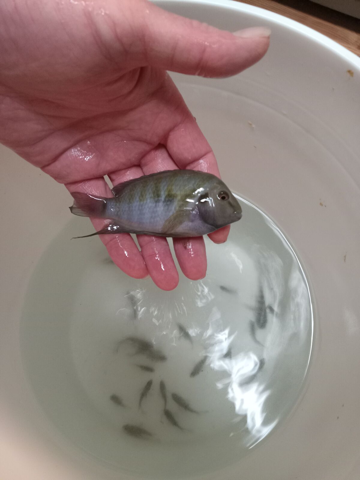 Beautiful Breeding Covicts with Babies