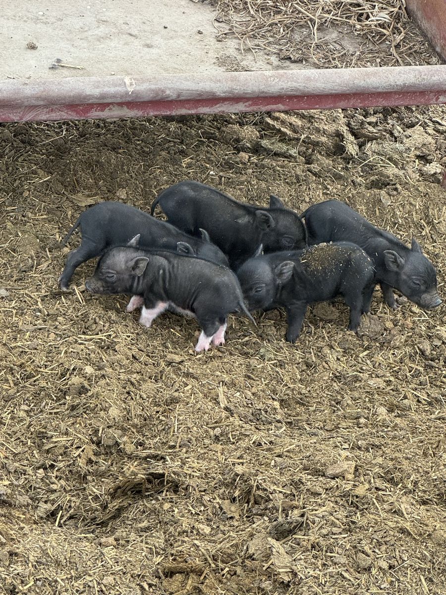 Mini pig’s
