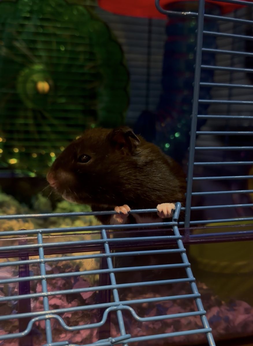 Complete hamster set