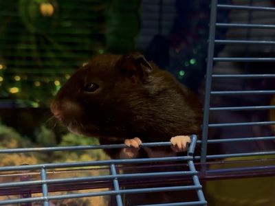 Complete hamster set