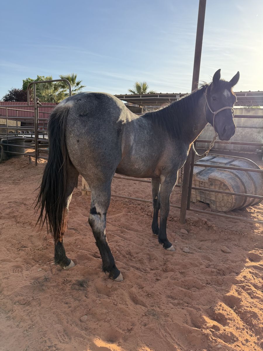 Grade QH Blue Roan Filly