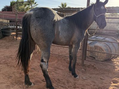 Grade QH Blue Roan Filly