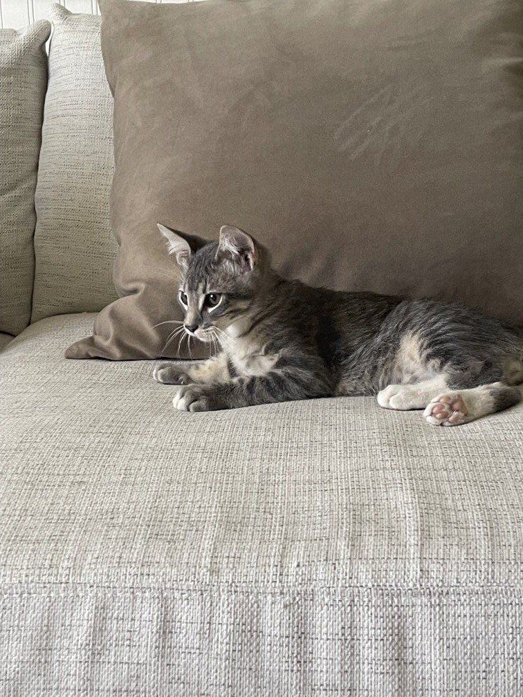 Adorable 12-Week-Old Kittens