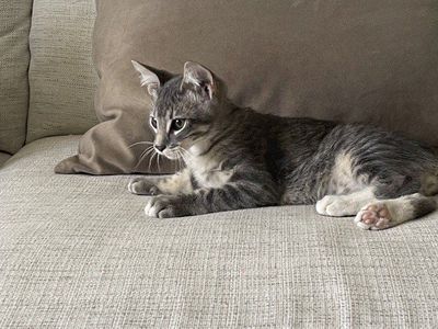 Adorable 12-Week-Old Kittens