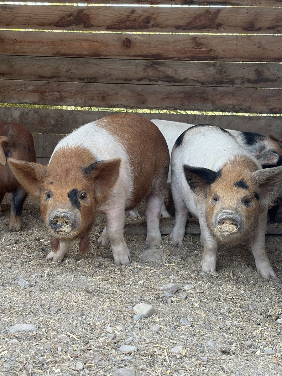 Kunekune Piglets