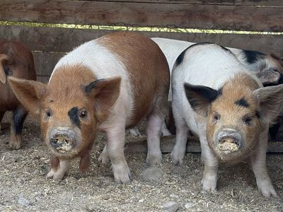 Kunekune Piglets