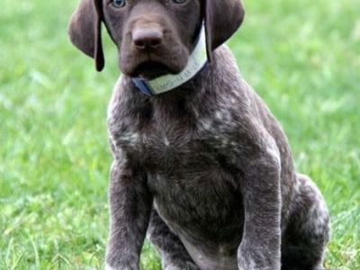 8 Week Old German Shorthair Pointer Puppies