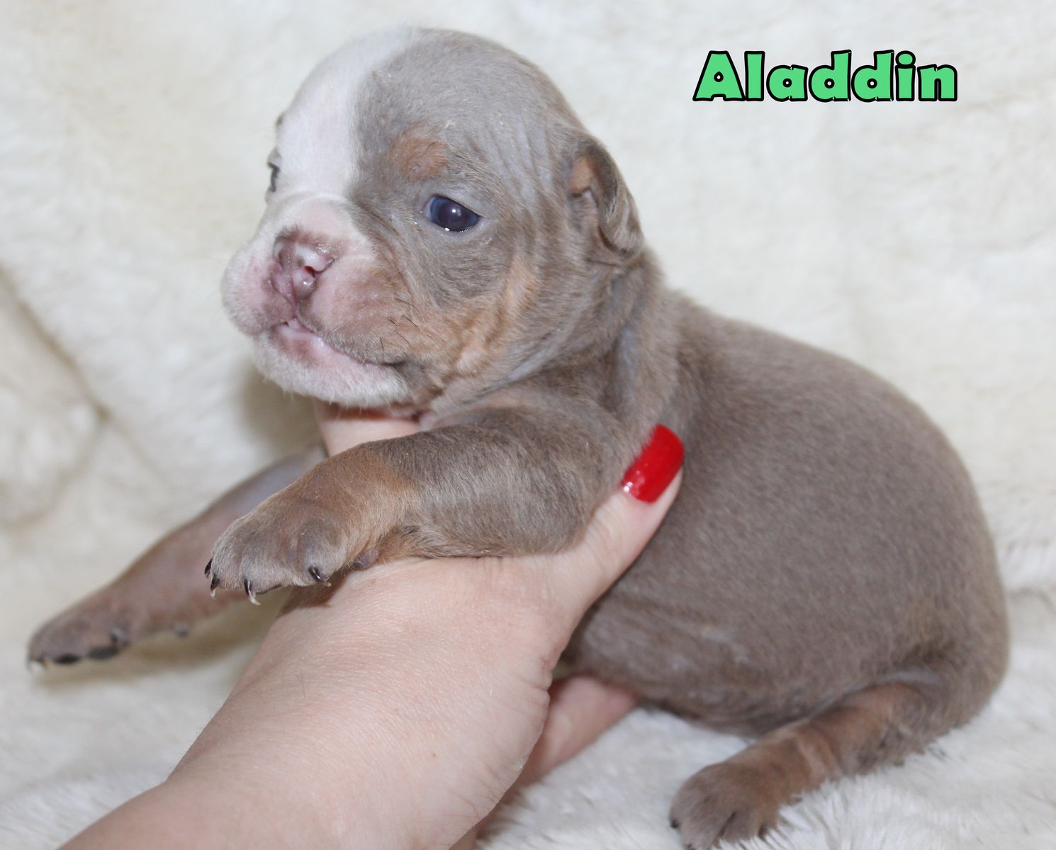 Olde English Bulldogge Puppies (IOEBA Registered)