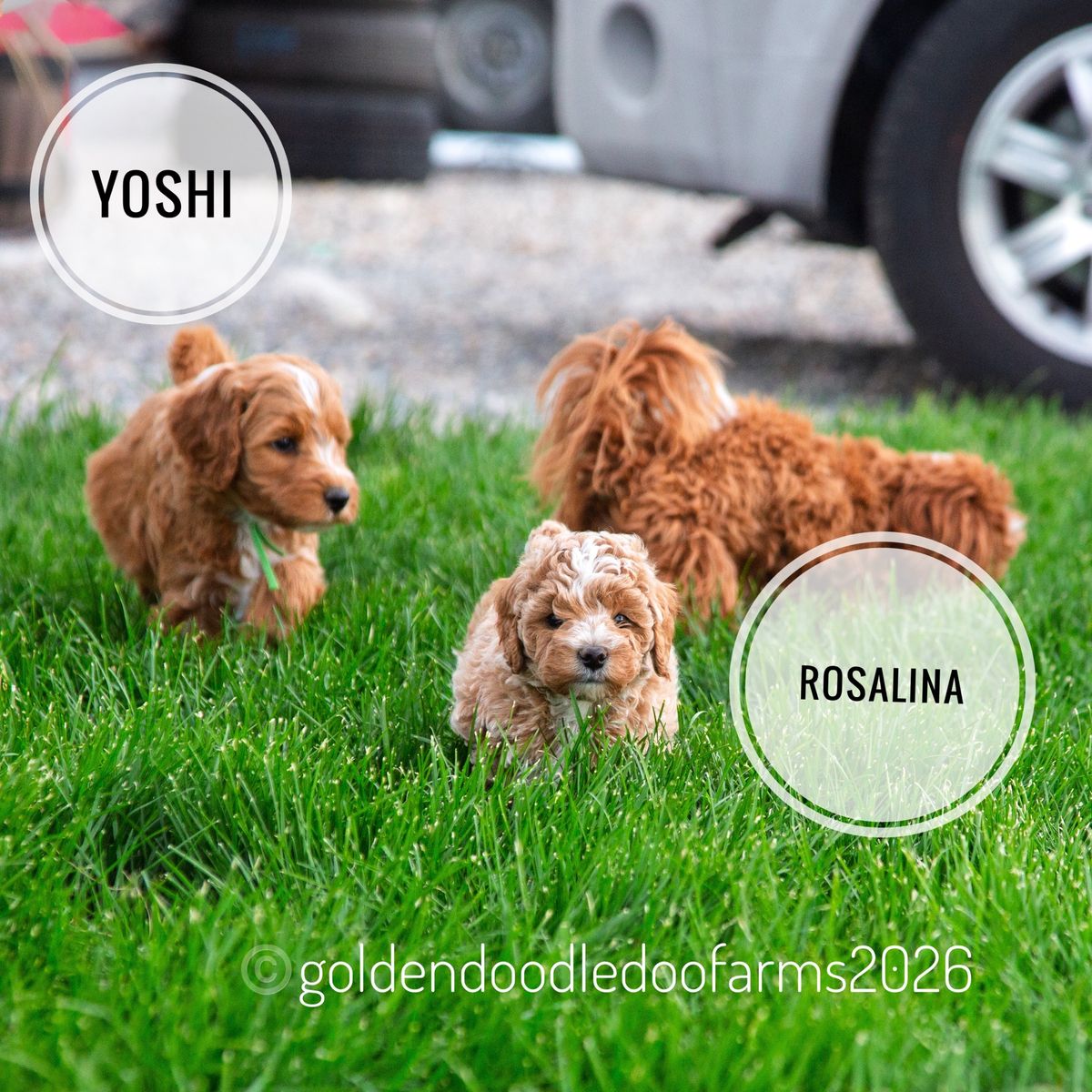 Crate Trained Golden Aussiedoodle Puppies Ready