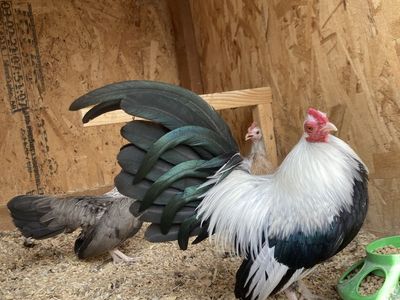 Silver Duckwing Old English Game Bantams