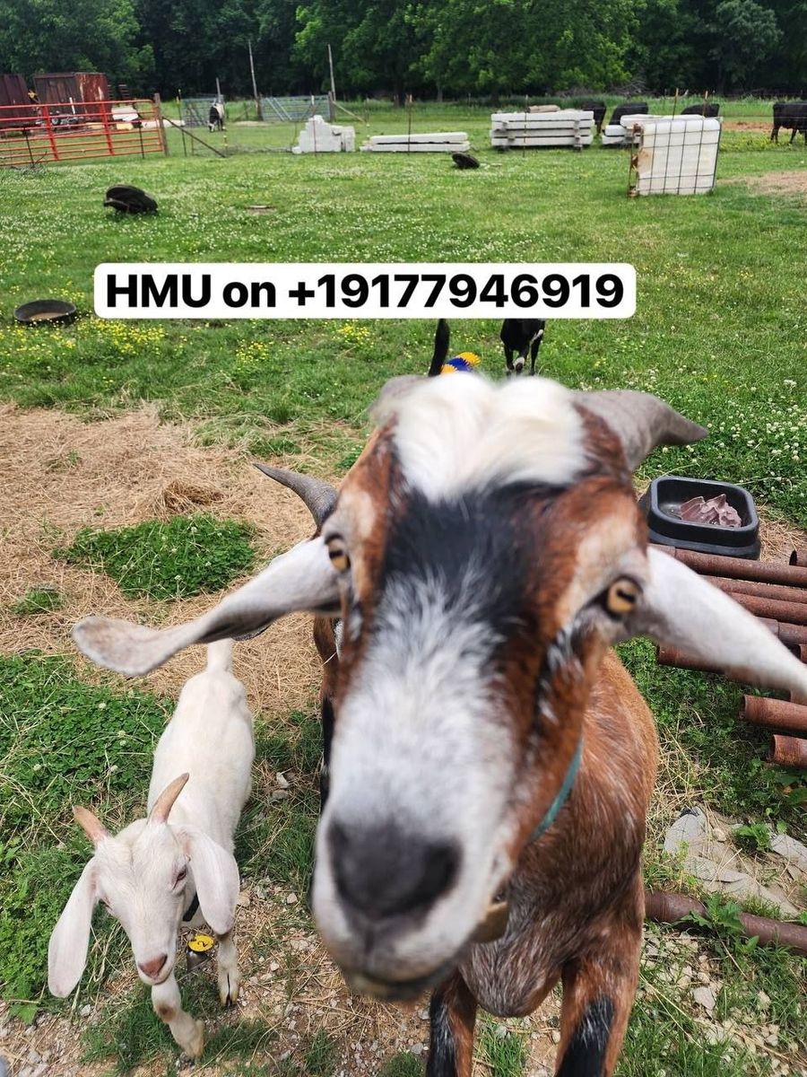 Premium Goats for Sale – Healthy Bucks, Does & Breeding Stock Available