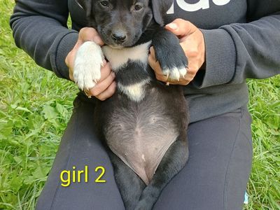 3 Girl Border Collie Puppies left