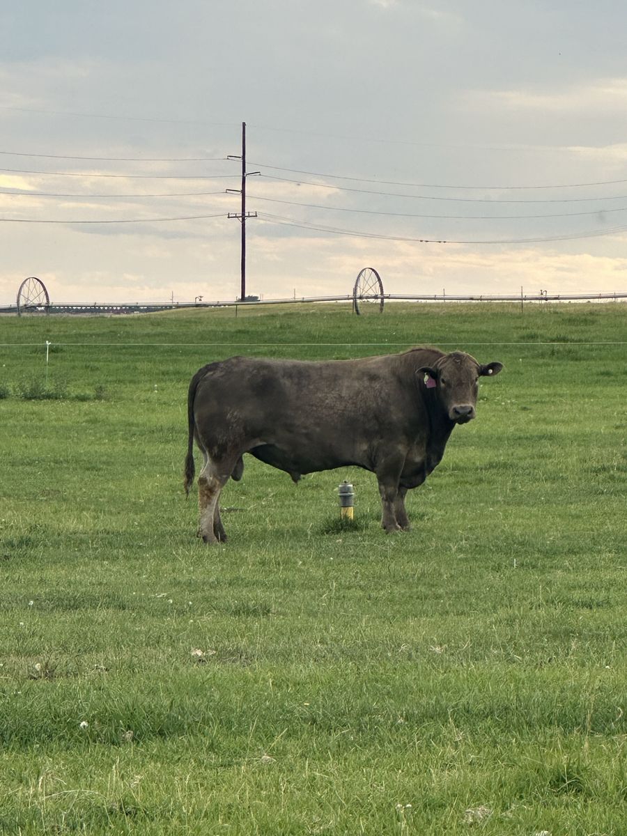 2 yr old Murray Grey Bull