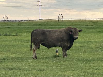 2 yr old Murray Grey Bull