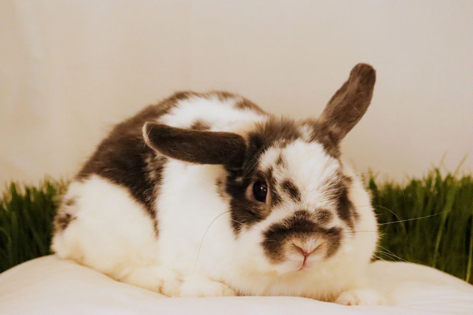 Holland Lop Broken Blue Otter Doe, "June"
