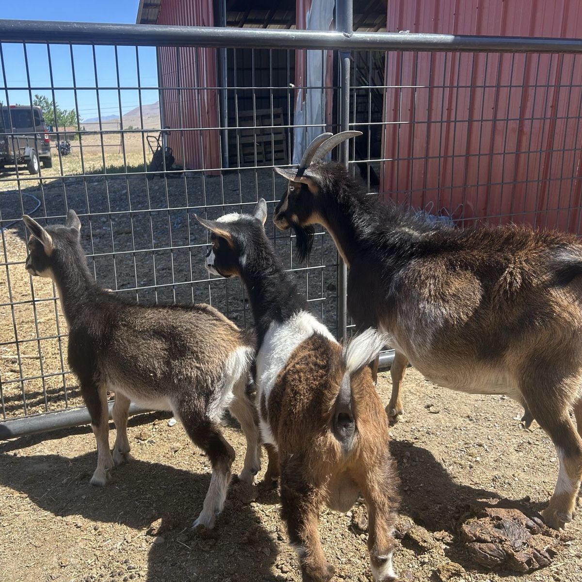 Goats for Sale Nigerian dwarf goats