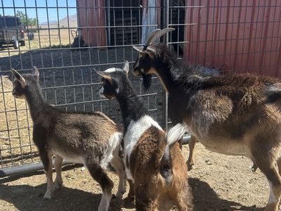 Goats for Sale Nigerian dwarf goats