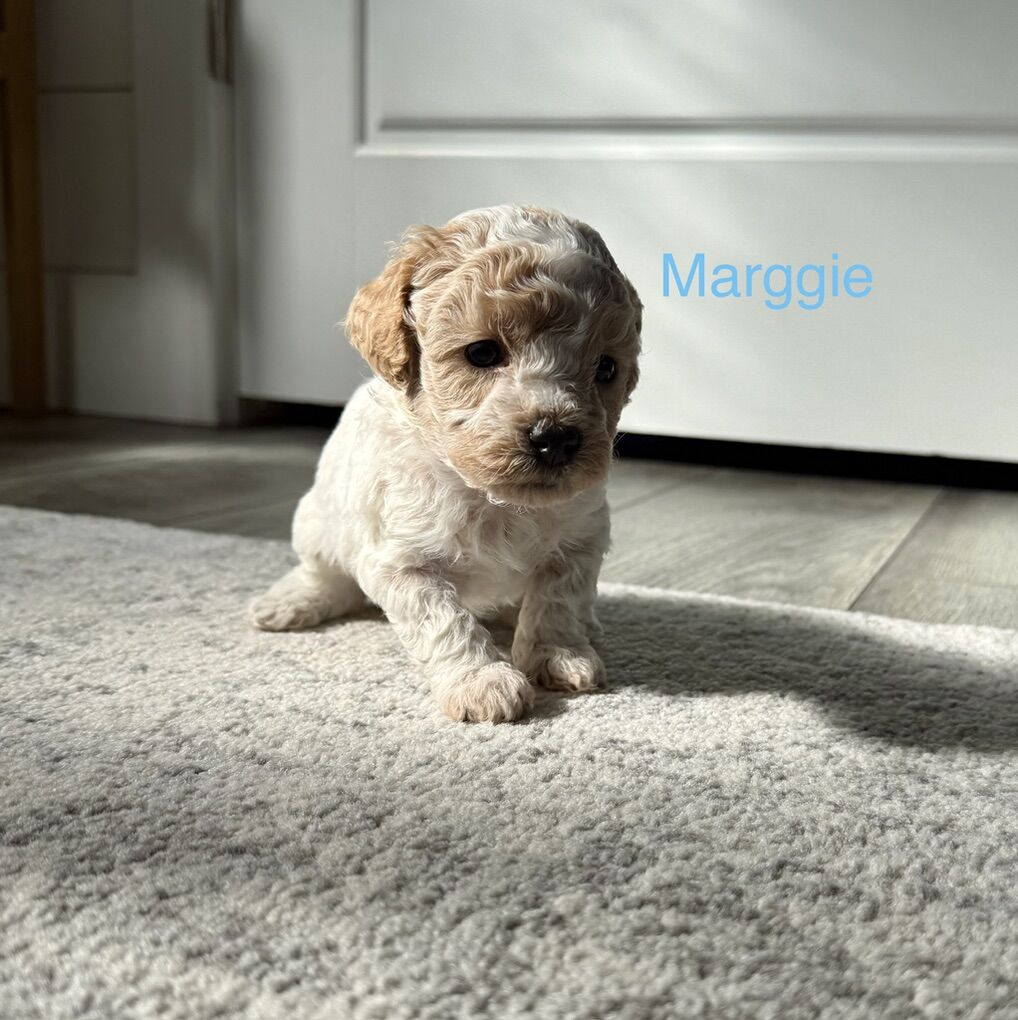 Micro/Toy Cavapoo F1b Puppies