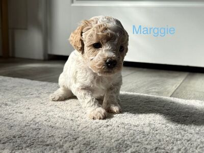 Micro/Toy Cavapoo F1b Puppies