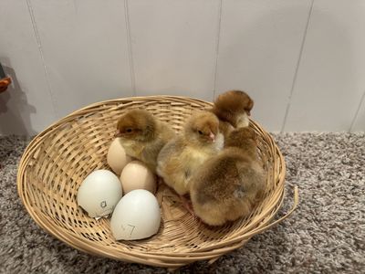 Chick Sale Buy 1 get 1 or 10 for $15