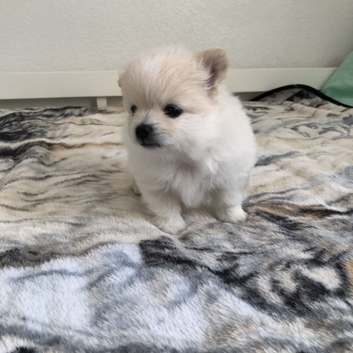 Pomeranian Puppies