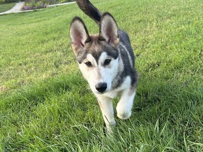 ONLY 2 REMAIN — Hypoallergenic Golden Indian Dog puppies — Ready Now!