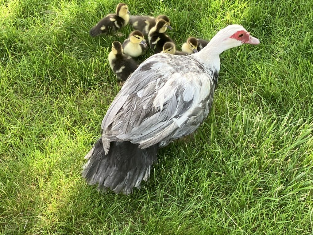 Miscovy Ducklings