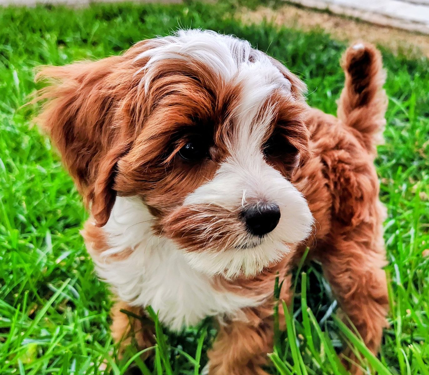 4th Gen Micro GOLDENDOODLE Puppies Toy Golden Retriever Poodle Multi-gen White Blaze Tuxedo Red