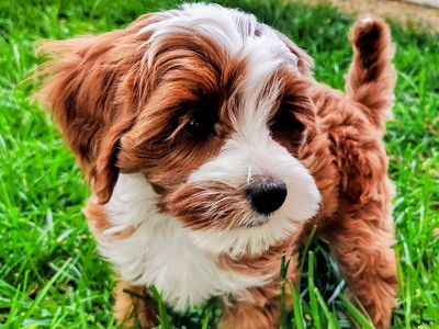 4th Gen Micro GOLDENDOODLE Puppies Toy Golden Retriever Poodle Multi-gen White Blaze Tuxedo Red