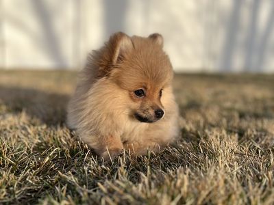 Purebred Female Pomeranian Puppies