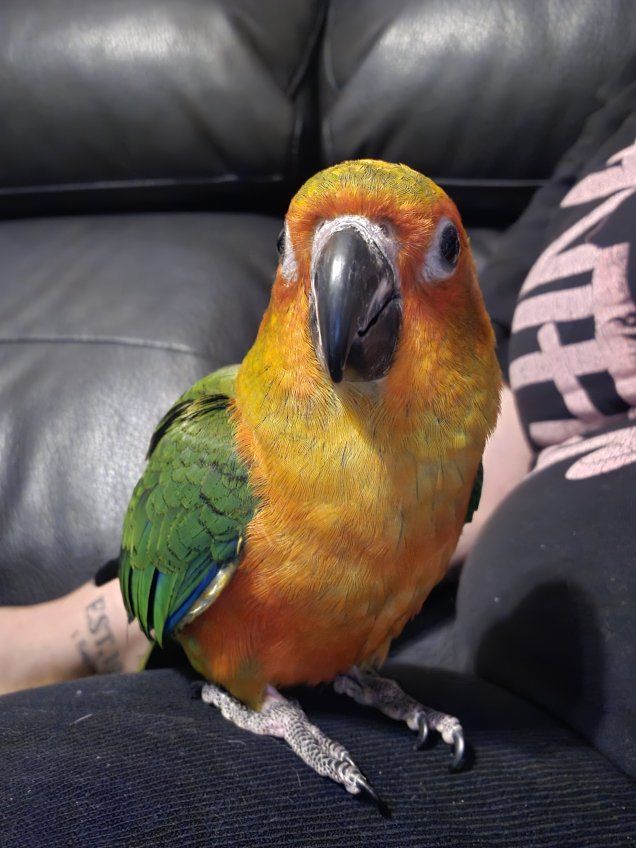 conure and cockatiel for rehoming