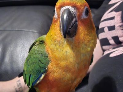 conure and cockatiel for rehoming