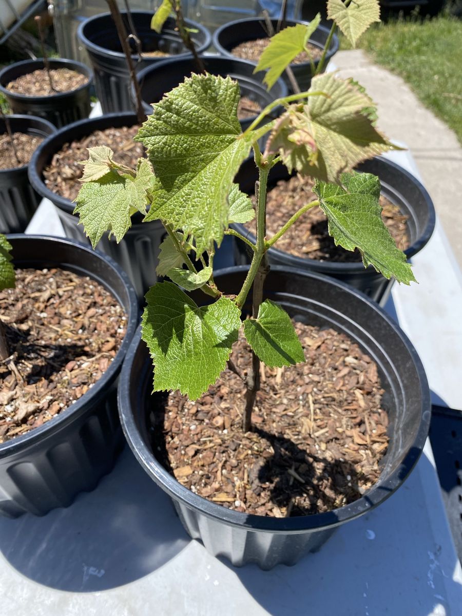 Concord grapes