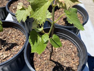 Concord grapes