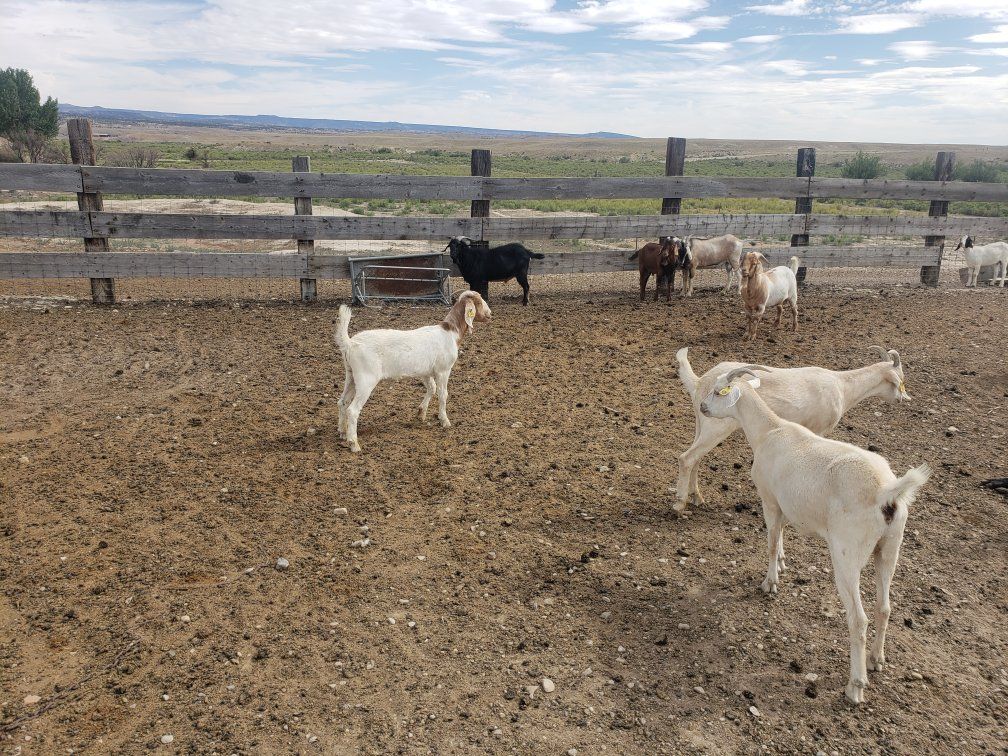 Goat Wethers - Multiple Breeds -Meat Wethers
