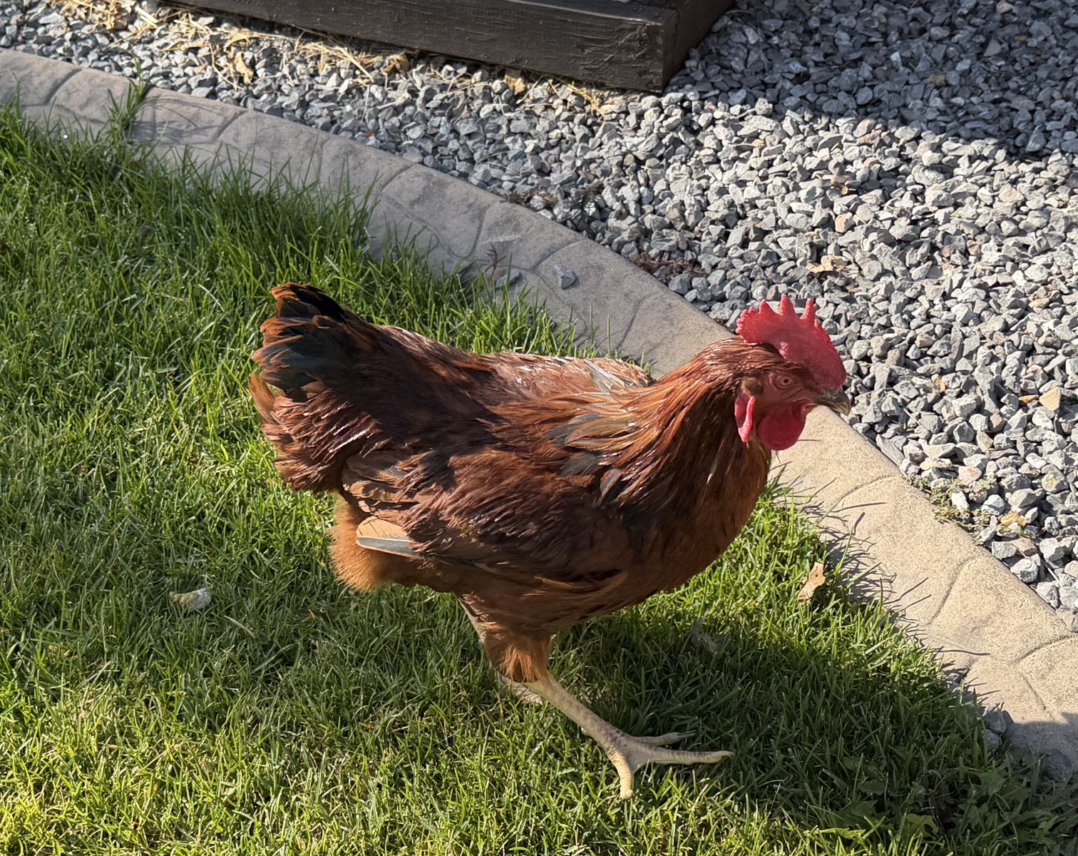 Free Rhode Island Red Rooster