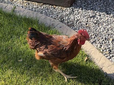 Free Rhode Island Red Rooster