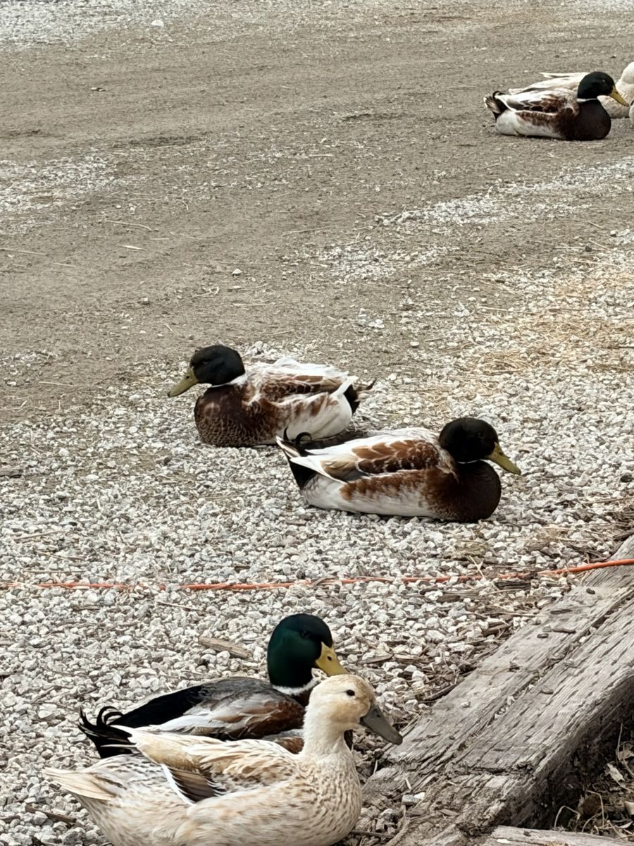 Welsh Harlequin Drakes