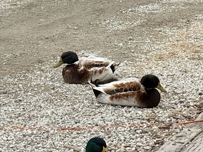 Welsh Harlequin Drakes