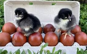 Black Copper Marans Chicks and Hatching Eggs
