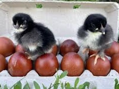Black Copper Marans Chicks and Hatching Eggs