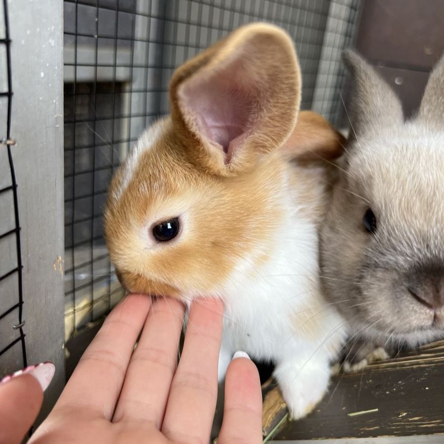Adorable Rex/Lop Baby Bunnies!
