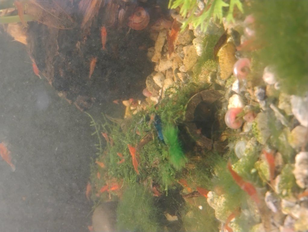 shrimp buy one get one