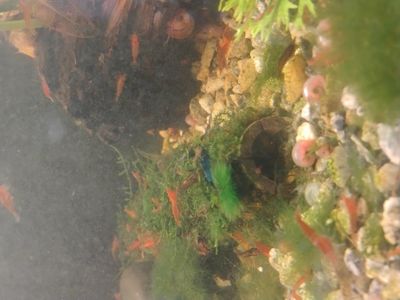 shrimp buy one get one