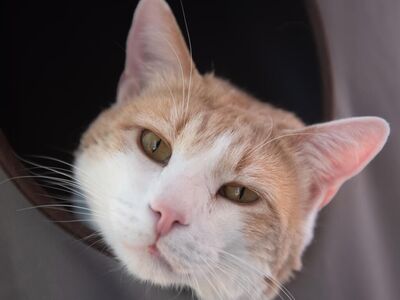 Hello my name is Leo Decatmeow